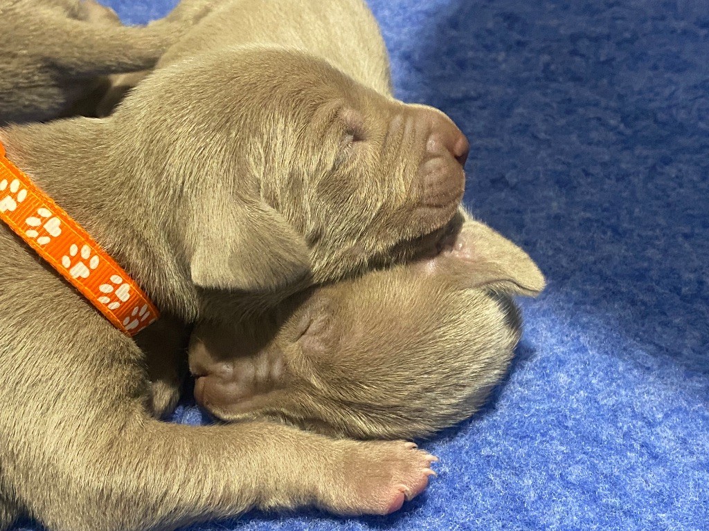 De Chara Et Astérion - Chiots disponibles - Braque de Weimar