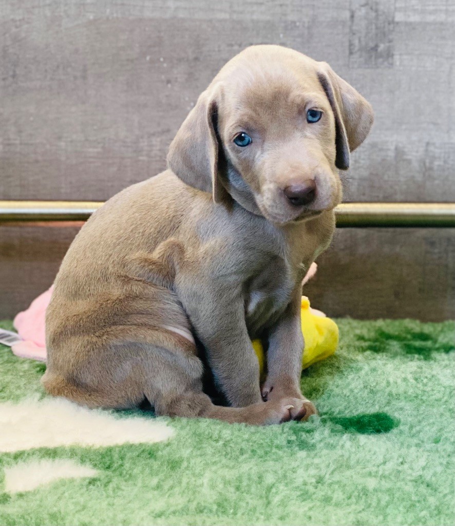 De Chara Et Astérion - Chiots disponibles - Braque de Weimar
