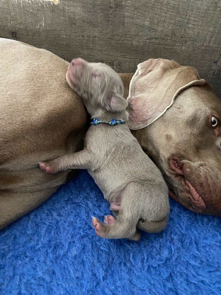 De Chara Et Astérion - Chiots disponibles - Braque de Weimar