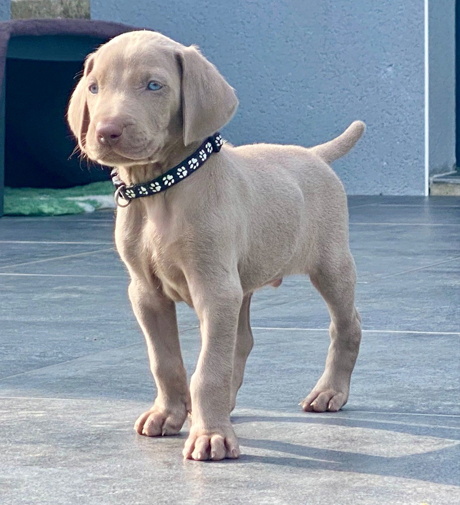 De Chara Et Astérion - Chiots disponibles - Braque de Weimar