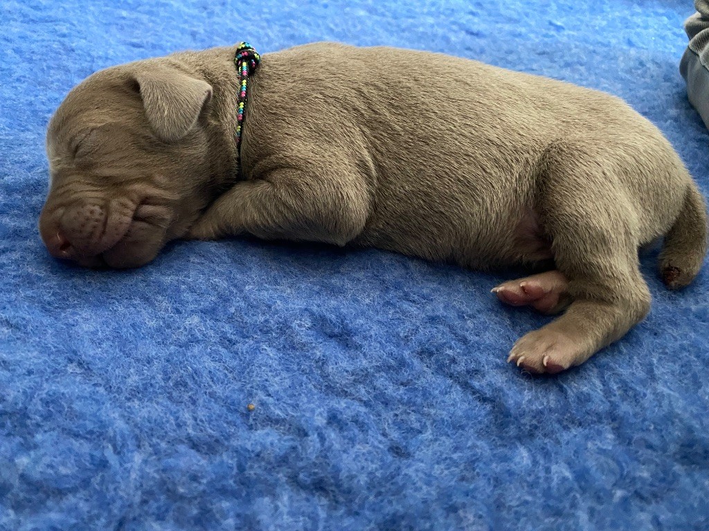 De Chara Et Astérion - Chiots disponibles - Braque de Weimar