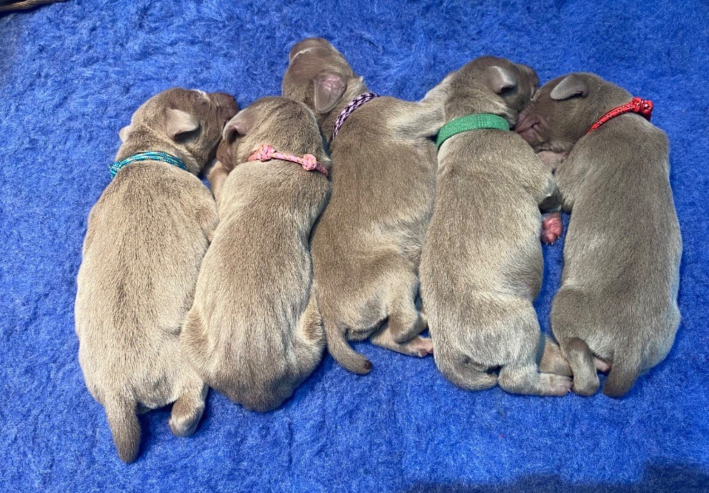 De Chara Et Astérion - Chiots disponibles - Braque de Weimar