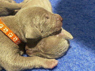 CHIOT 1