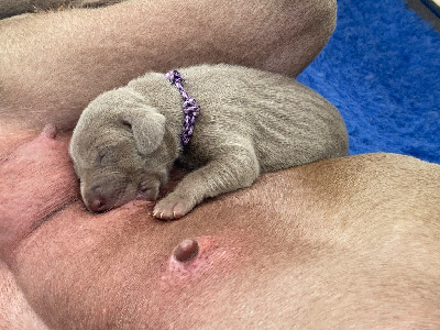 CHIOT 7