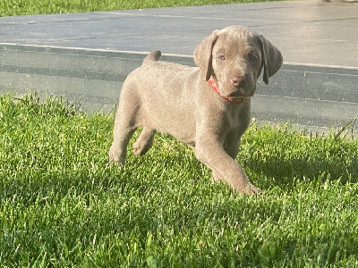CHIOT 7
