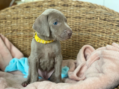 CHIOT 10
