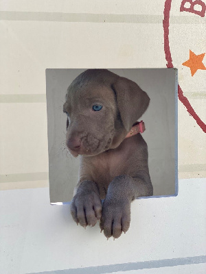 CHIOT 8