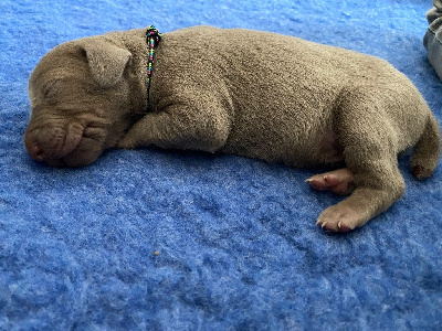 CHIOT 5