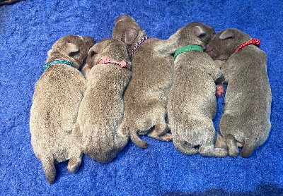 CHIOT 8