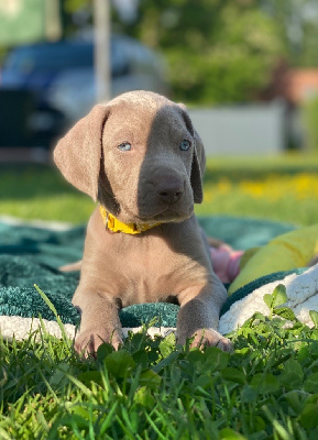 CHIOT 1
