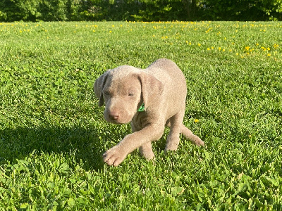 CHIOT 5