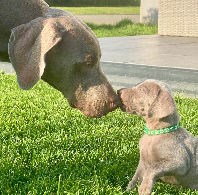 CHIOT 6
