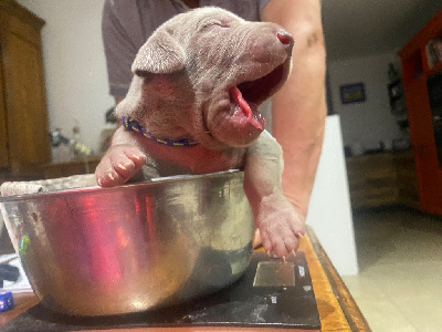 CHIOT 4