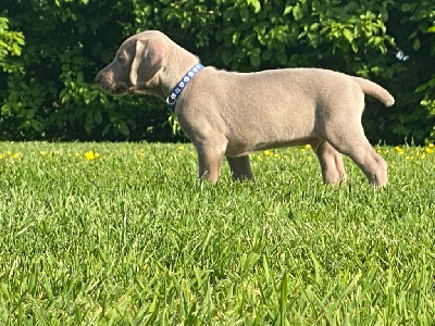 CHIOT 2