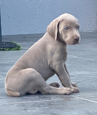 CHIOT 3