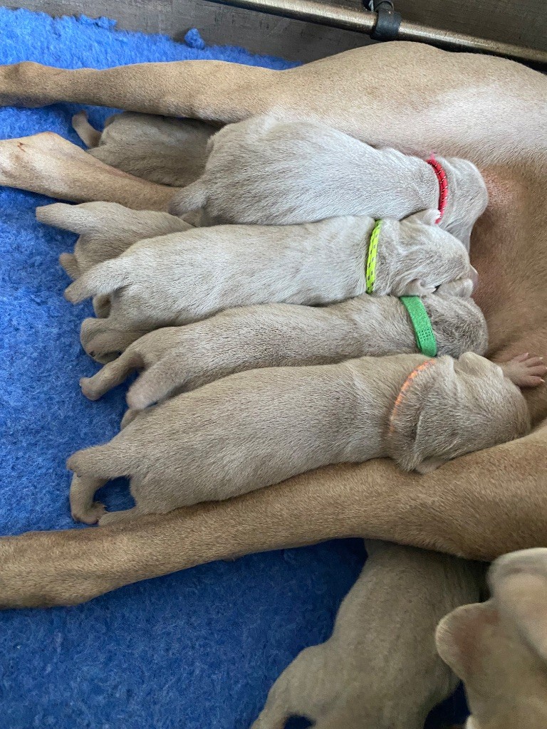 De Chara Et Astérion - Chiots disponibles - Braque de Weimar