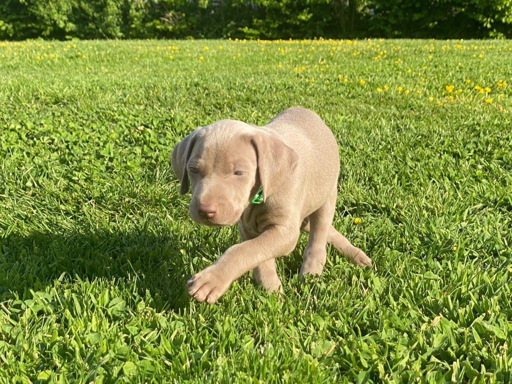 De Chara Et Astérion - Chiots disponibles - Braque de Weimar
