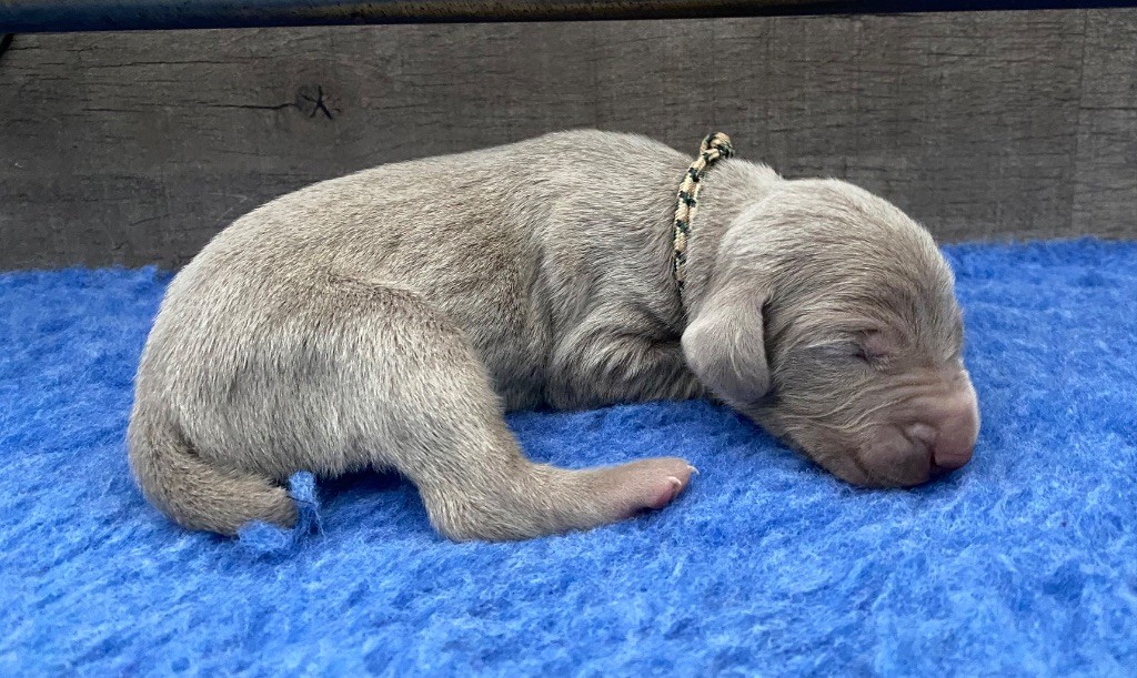 De Chara Et Astérion - Chiots disponibles - Braque de Weimar