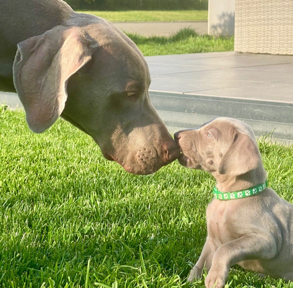 De Chara Et Astérion - Chiots disponibles - Braque de Weimar