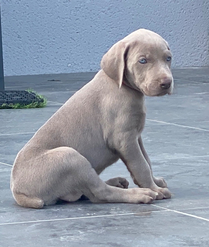 De Chara Et Astérion - Chiots disponibles - Braque de Weimar