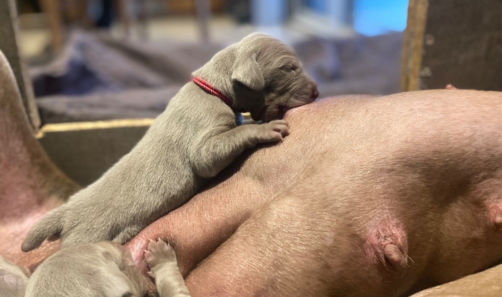 De Chara Et Astérion - Chiots disponibles - Braque de Weimar