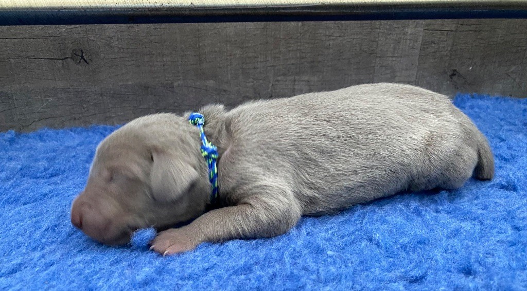 De Chara Et Astérion - Chiots disponibles - Braque de Weimar